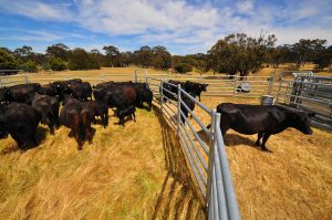 Livestock Handling